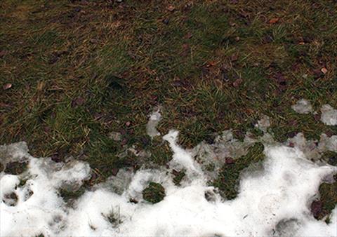 winter damage on lawn